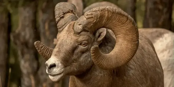 Male bighorn sheet. Photo courtesy of The National Wildlife Federation Blog.